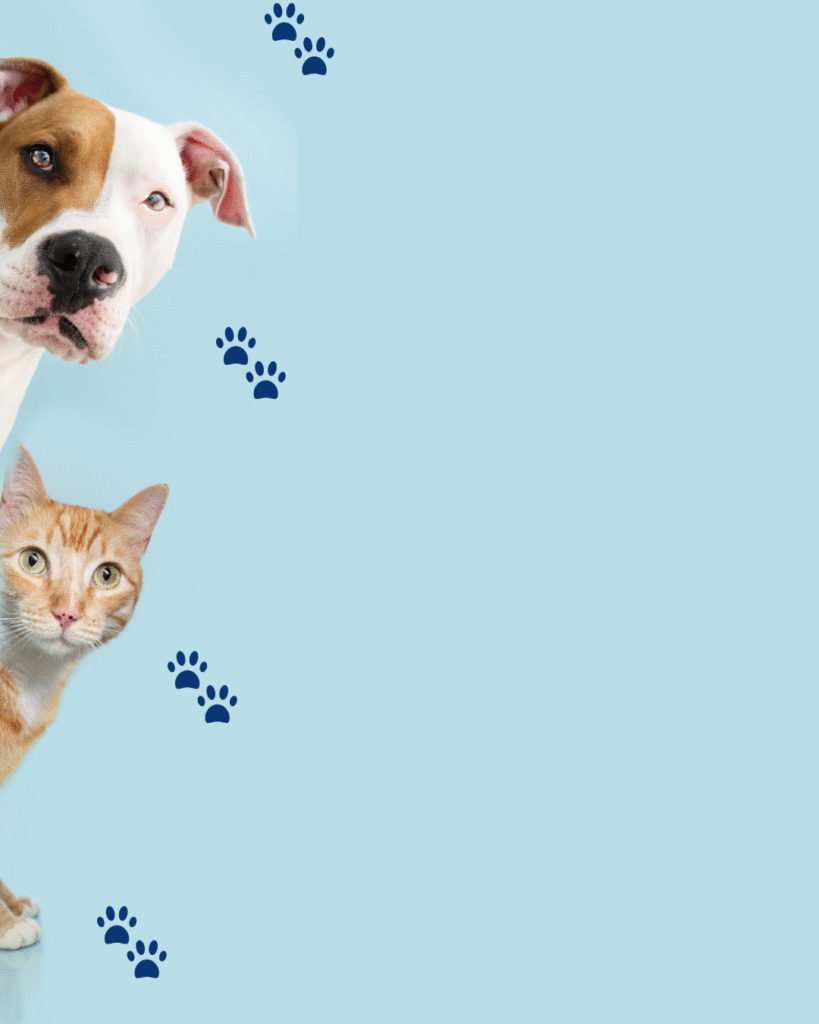 blue and white modern pet care shop promotion instagram post