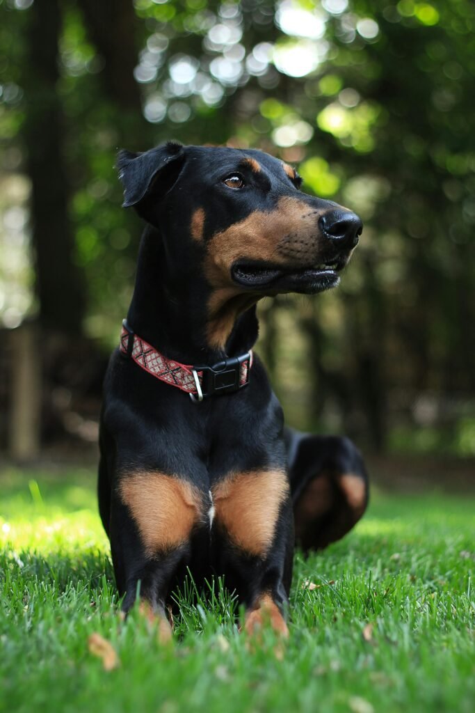 A Doberman Pinscher dog sitting on lush green grass in a serene park setting.